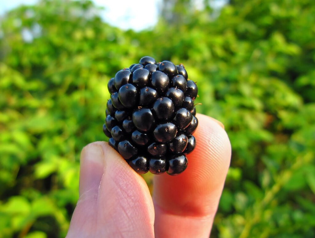 blackberry bramble ripe picked 577057