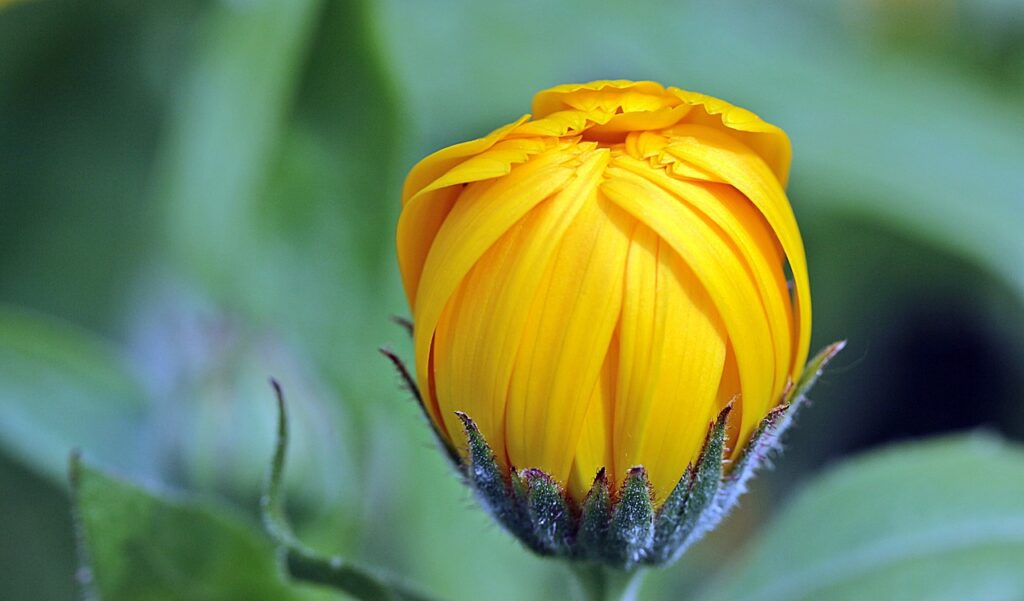 marigold calendula bud flower 1503876